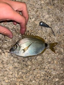 White Seabream
