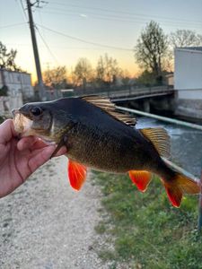 European Perch