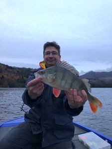 European Perch