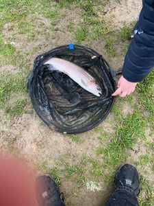 Lake Trout