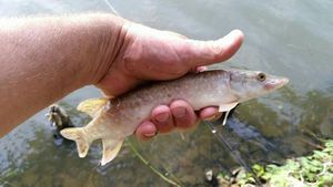 Northern Pike