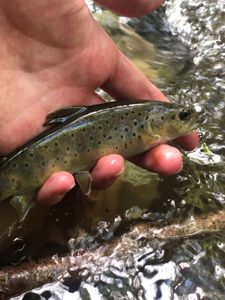 Brown Trout