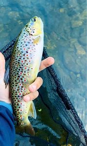 Brown Trout