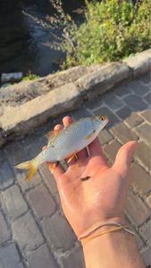 Roach