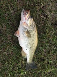 Largemouth Bass