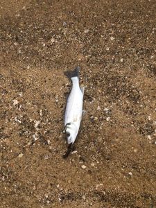 European Bass (Seabass)