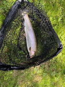 Rainbow Trout