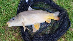 Common Carp