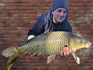 Common Carp