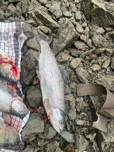 Rainbow Trout