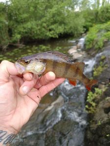 European Perch