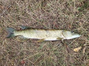 Northern Pike