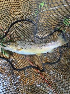 Brown Trout