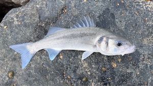 European Bass (Seabass)