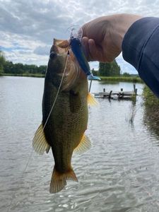 Largemouth Bass