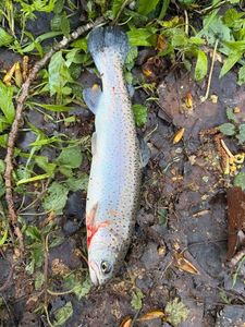 Rainbow Trout