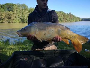 Mirror Carp