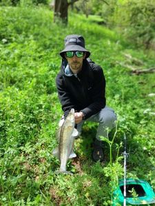 Zander