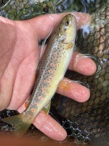 Brown Trout