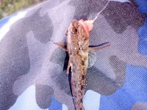 Giant Goby