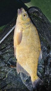 Common Bream