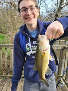 Largemouth Bass