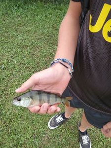 European Perch