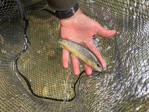 Brown Trout