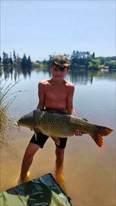Common Carp