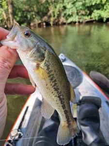 Largemouth Bass