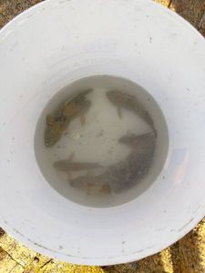 Giant Goby