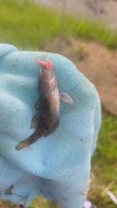Round Goby