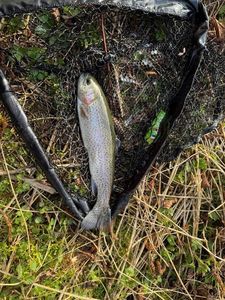 Rainbow Trout