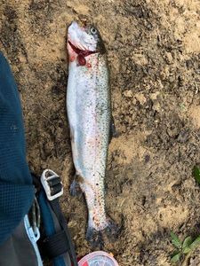 Rainbow Trout