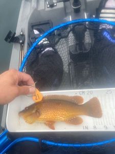 Ballan Wrasse