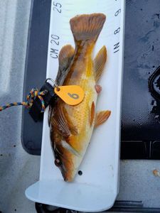 Ballan Wrasse