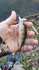 European Perch