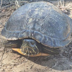 Red-Eared Slider