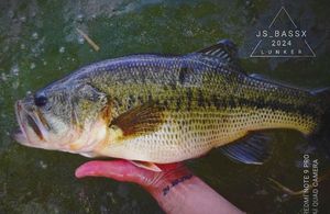 Largemouth Bass