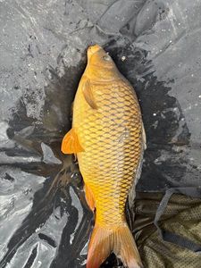 Common Carp