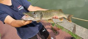 Northern Pike