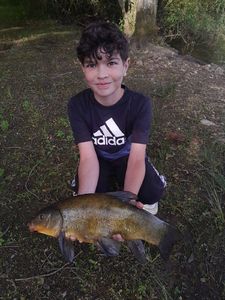 Tench