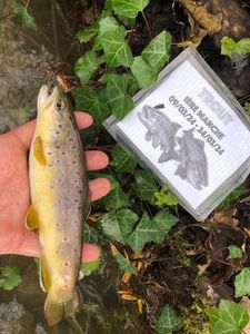 Brown Trout