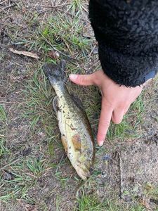 Largemouth Bass