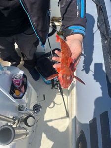 Red Gurnard