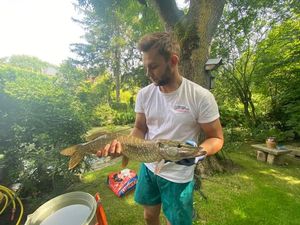 Northern Pike