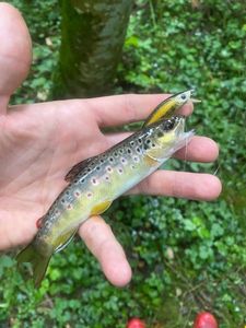 Brown Trout