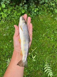 Brown Trout