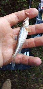 Gudgeon