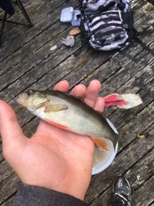European Perch